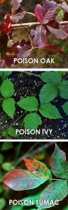 poisonivy